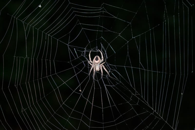 Compelling Intricacies