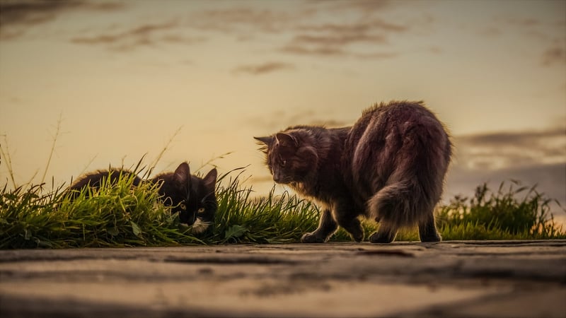 Exploring Legends
